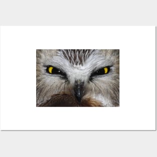 Saw-whet Owl...Saw-eeet! Posters and Art